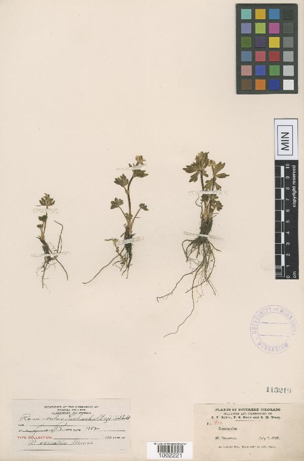 Ranunculus ocreatus image