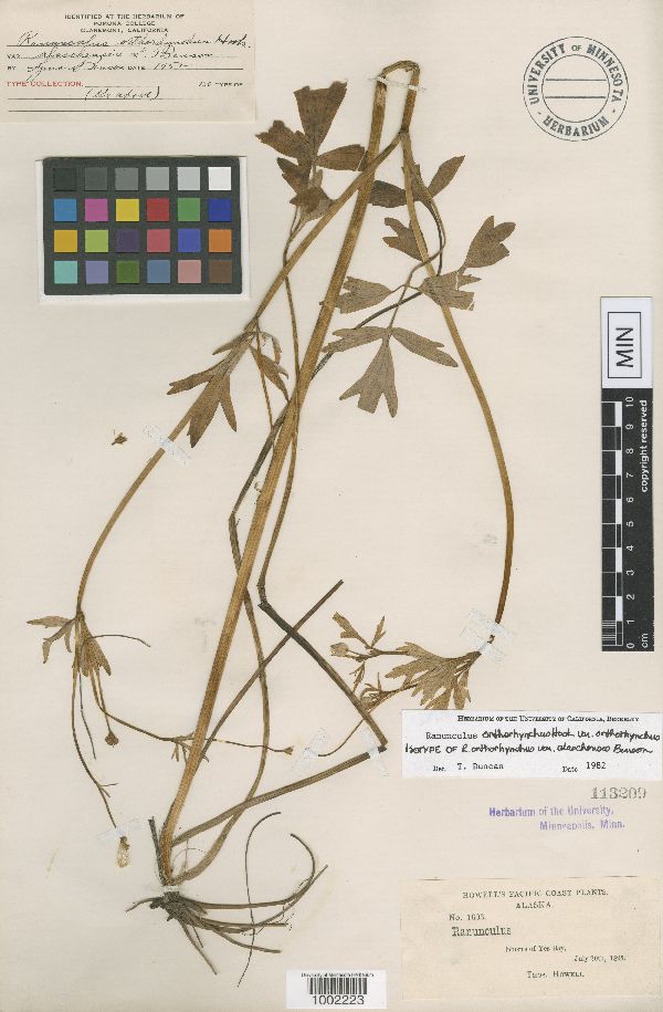 Ranunculus orthorhynchus var. alaschensis image