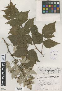 Rubus idaeus subsp. idaeus image
