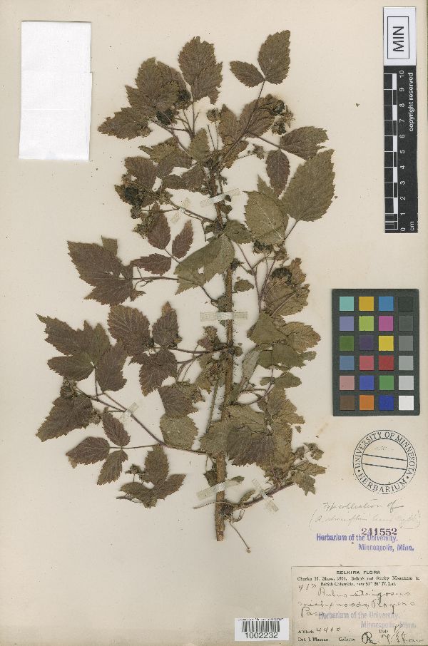 Rubus idaeus var. viburnifolius image