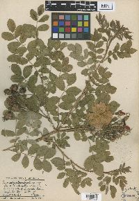 Image of Rosa polyanthema