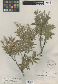 Salix brachycarpa var. mexiae image
