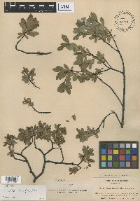 Salix chlorolepis image