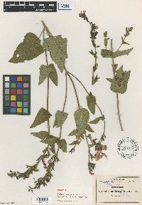 Image of Salvia ancistrocarpha