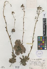 Image of Saxifraga paniculata