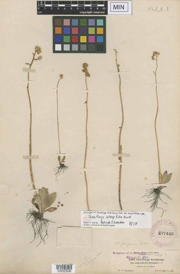 Saxifraga bracteosa var. angustifolia image