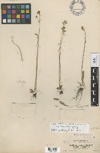 Saxifraga integrifolia var. leptopetala image