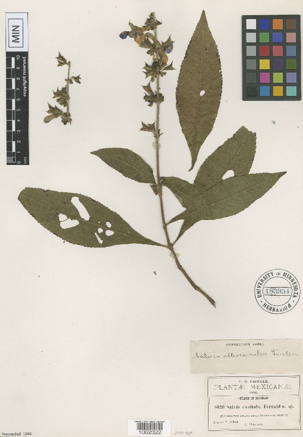 Salvia exaltata image