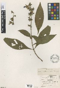 Image of Salvia exaltata