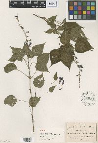 Image of Salvia flaccidifolia