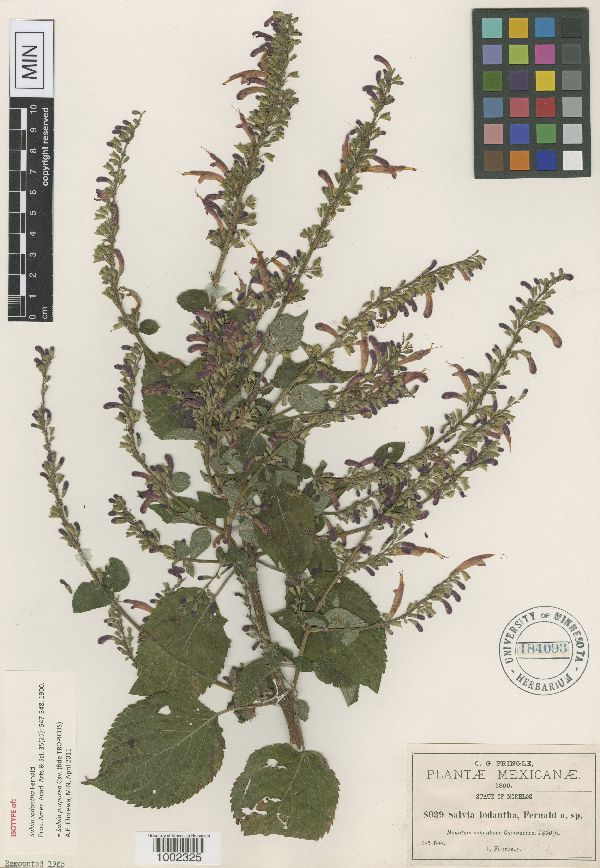 Salvia purpurea image