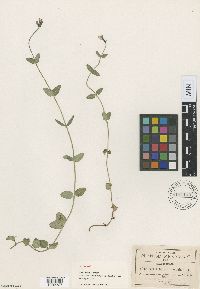 Image of Salvia lozani