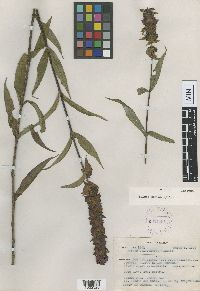 Image of Salvia mexiae