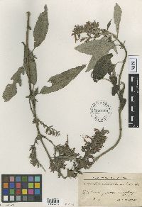 Salvia tuerckheimii image