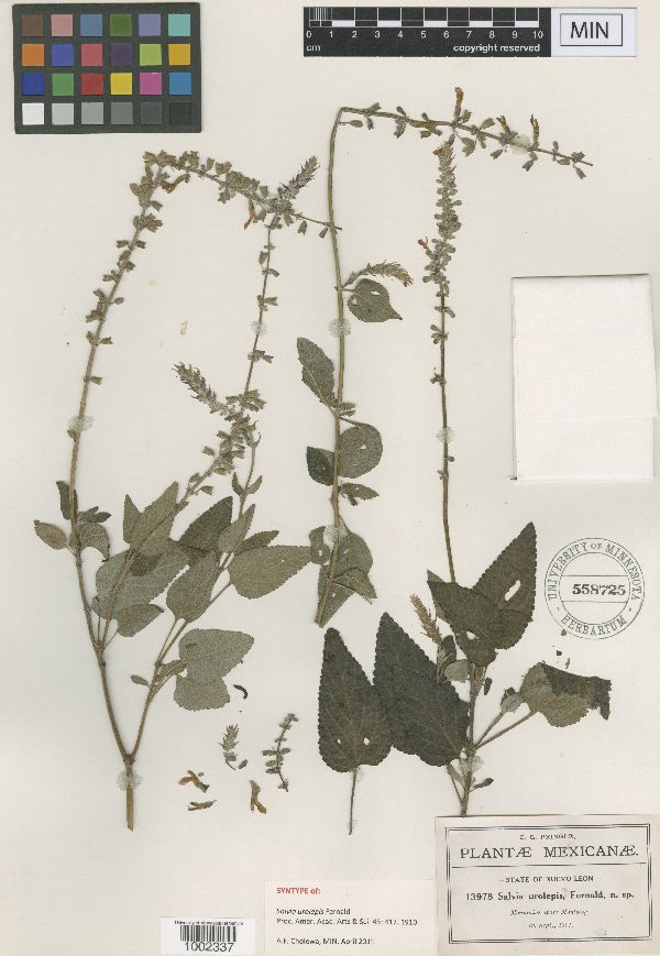 Salvia urolepis image