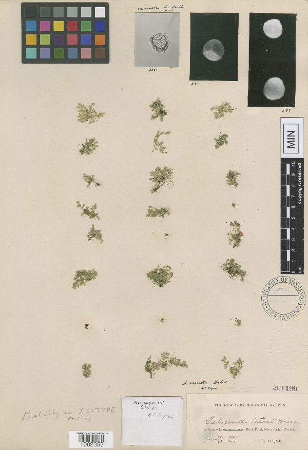 Selaginella eatonii image