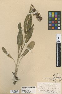 Senecio contristatus image