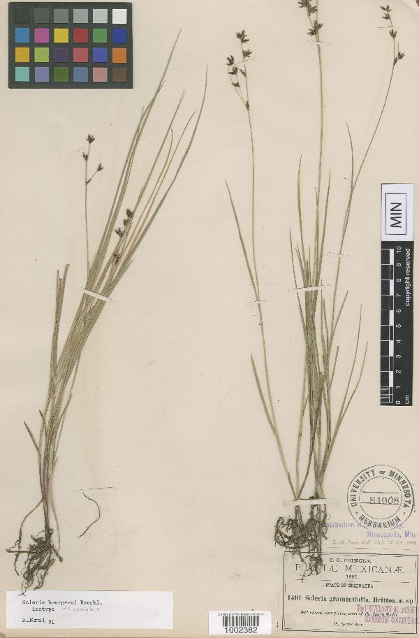 Scleria graminifolia image