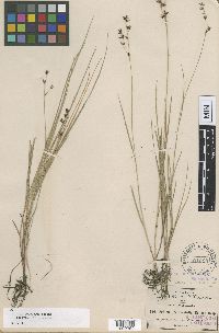 Scleria graminifolia image
