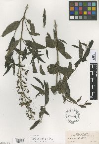 Image of Scrophularia montana