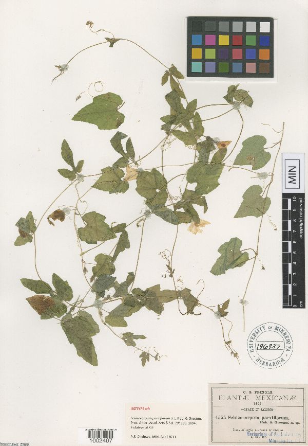 Schizocarpum parviflorum image