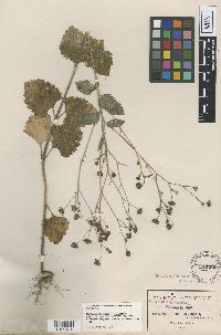 Florestina platyphylla image