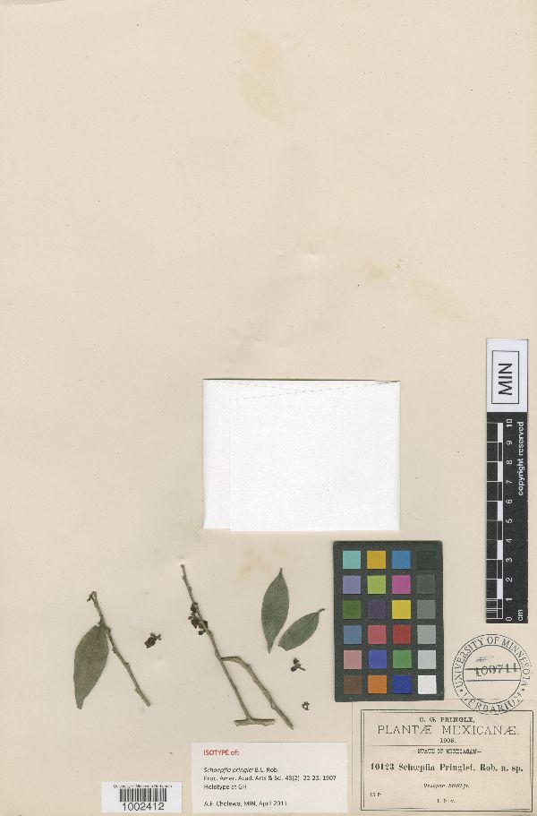 Schoepfia pringlei image