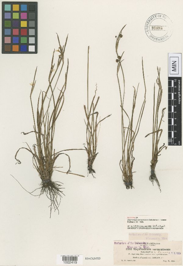 Sisyrinchium sarmentosum image