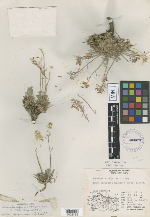 Smelowskia calycina var. media image