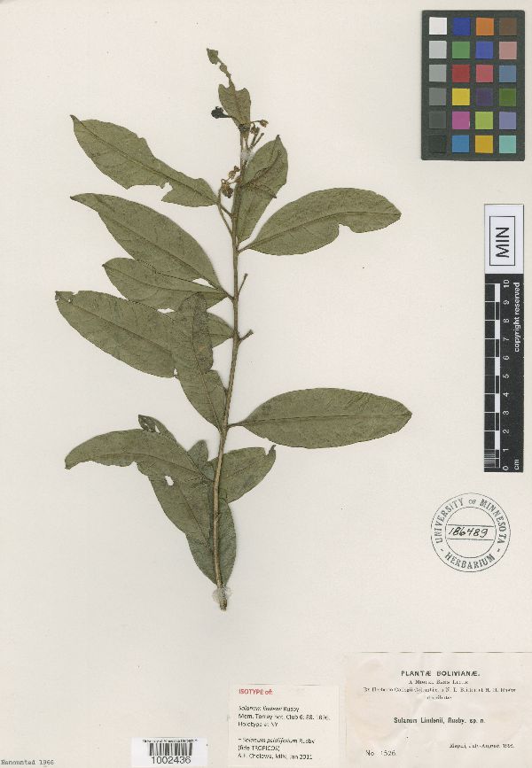 Solanum psidiifolium image