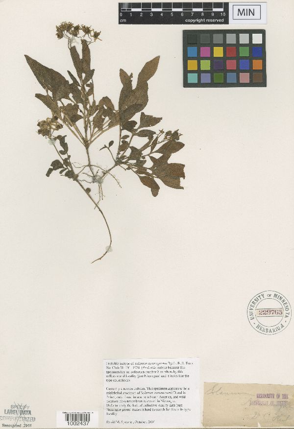 Solanum commersonii image