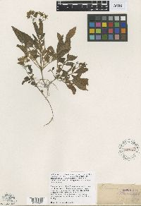 Solanum commersonii image