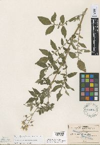 Solanum polyadenium image