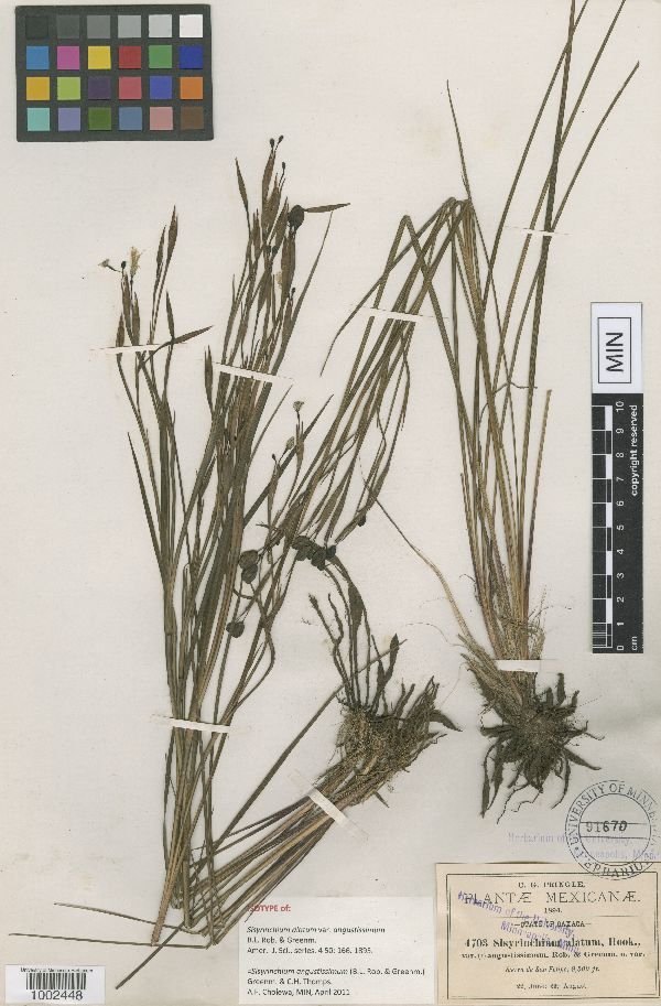 Sisyrinchium angustissimum image