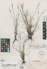 Image of Sisyrinchium campestre