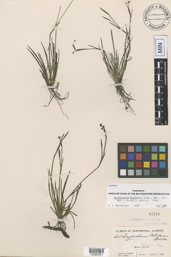 Sisyrinchium miamiense image