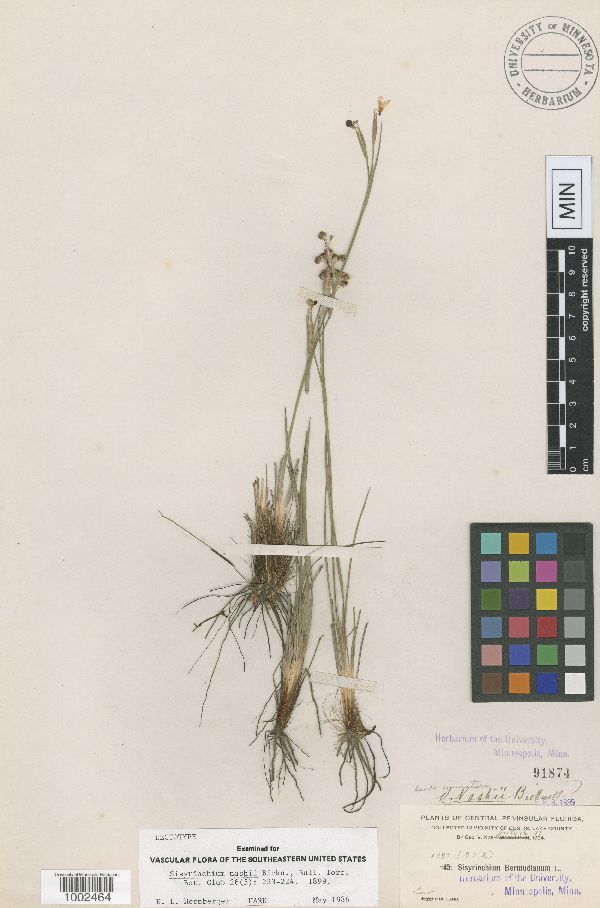 Sisyrinchium nashii image