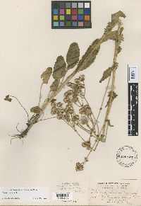 Image of Packera crocata
