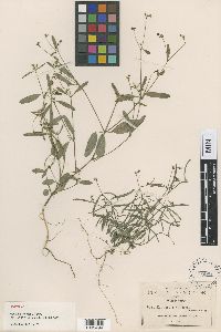 Euphorbia violacea image
