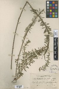 Euphorbia tuerckheimii image