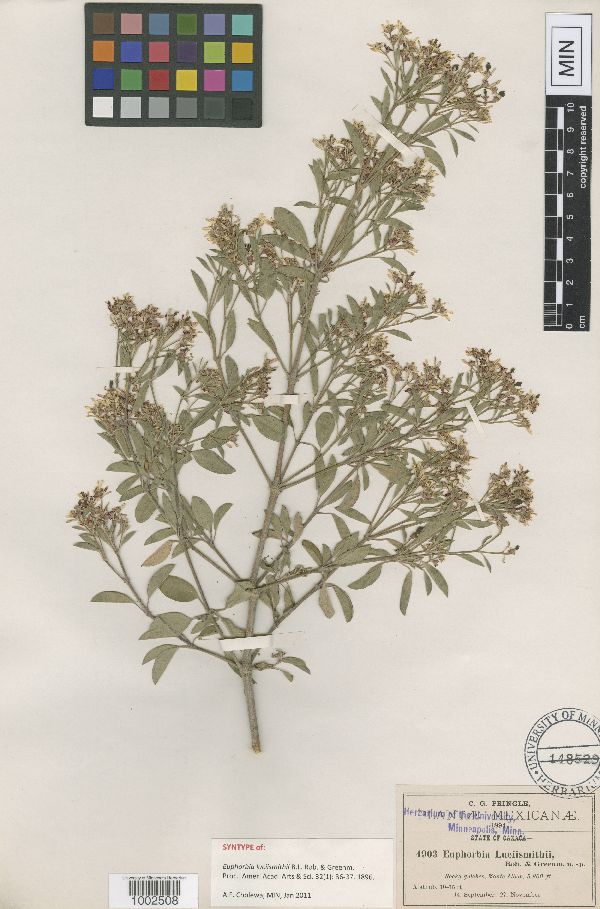 Euphorbia luciismithii image