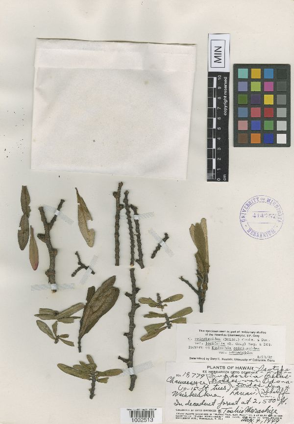 Chamaesyce celastroides var. lorifolia image