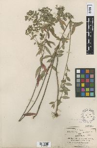 Image of Euphorbia campestris