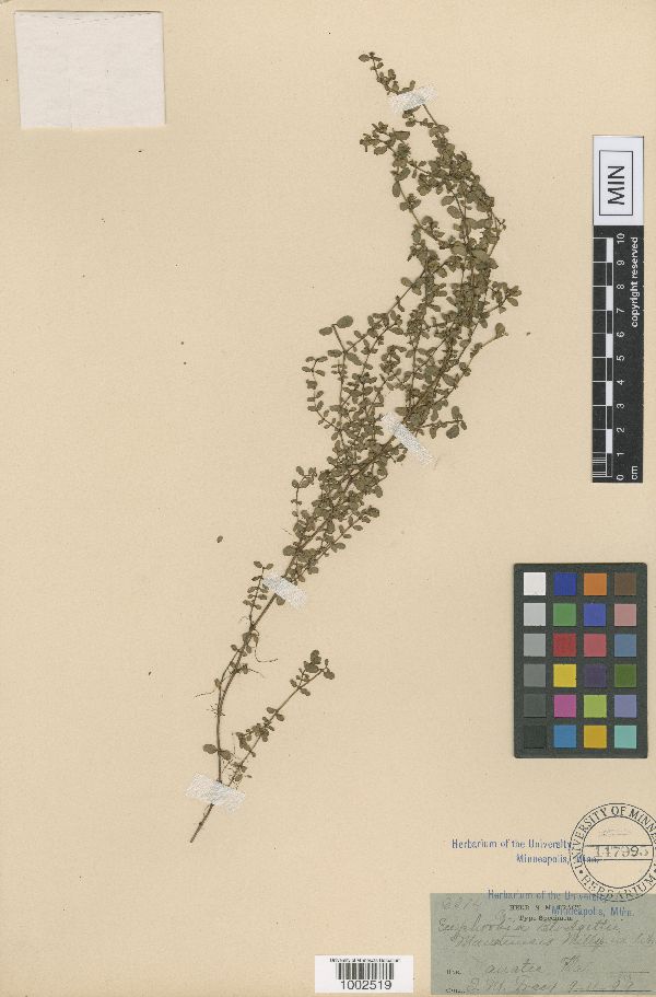 Euphorbia blodgettii image