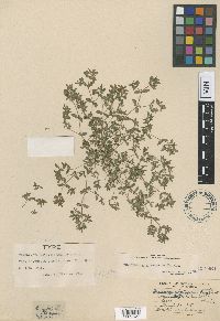 Image of Euphorbia glyptosperma