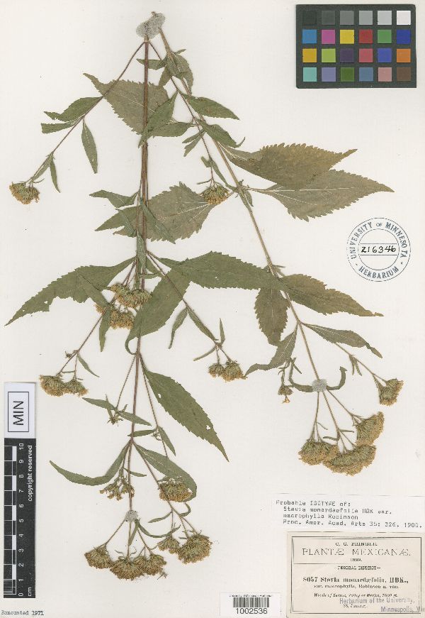 Stevia monardifolia var. macrophylla image