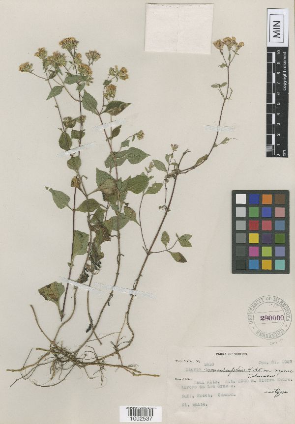 Stevia monardifolia var. repens image