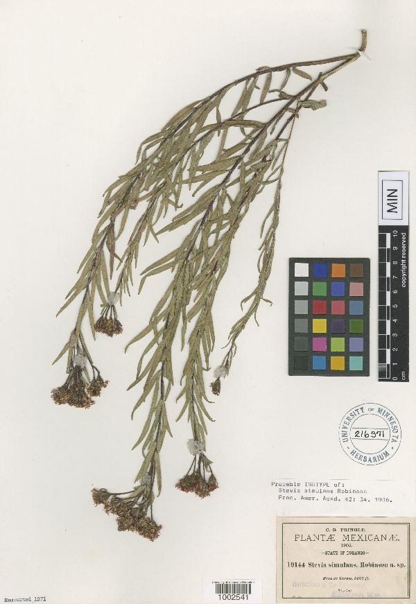 Carphochaete pringlei var. simulans image