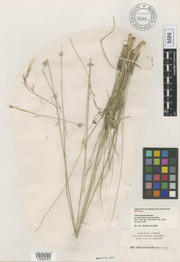 Stipa avenacioides image