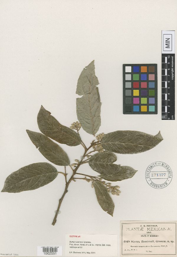 Styrax argenteus var. ramirezii image